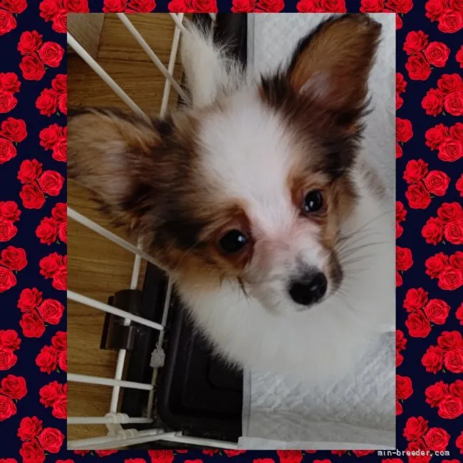 ID:2203-01328の子犬