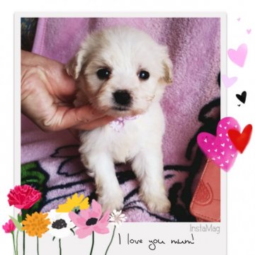 ビションフリーゼ【三重県・女の子・2019年10月10日・ホワイト】の写真「ちびビションちゃん☺️期間限定販売‼️」
