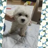 ビションフリーゼ【三重県・男の子・2023年7月7日・ホワイト】の写真1