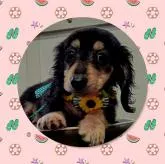 ミニチュアダックスフンド(ロング)【三重県・男の子・2022年5月21日・ブラックタン】の写真1「小ぶりでとってもカワイイよ🐩✨」