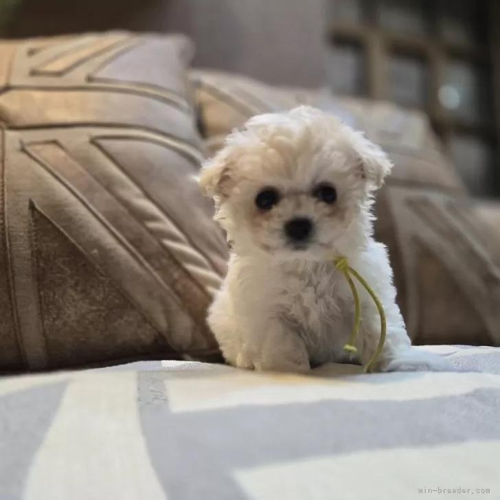 ID：2501-08089の子犬