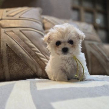 ホワイト系の子犬を探す｜ブリーダー直販の子犬販売【みんなの