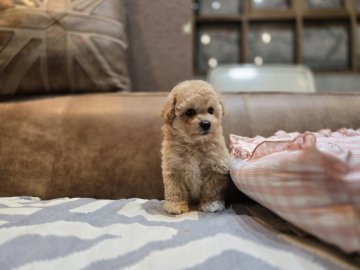 ビションプー(トイプードル×ビションフリーゼ)【香川県・男の子・2025年9月25日・クリーム】の写真「むちむちbodyがたまりません」