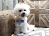 ビションフリーゼ