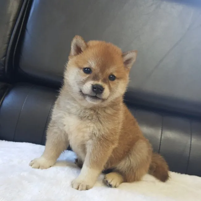 モカ ママ 様のお迎えした子犬