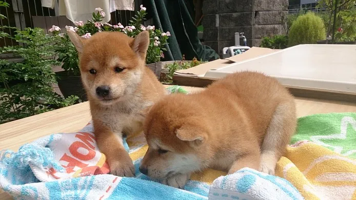 福丸 様のお迎えした子犬