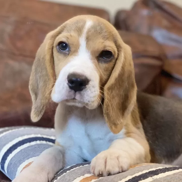 おりょうちゃん 様のお迎えした子犬