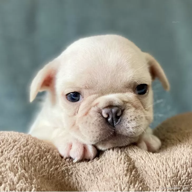ID:2506-00167の子犬