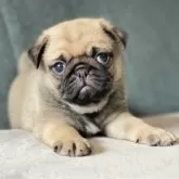 パグ