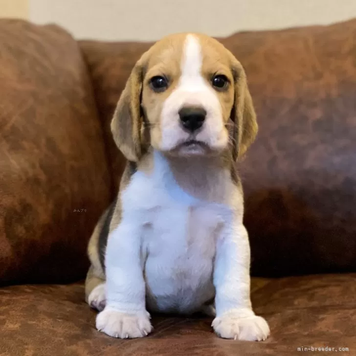 ID:2409-05855の子犬