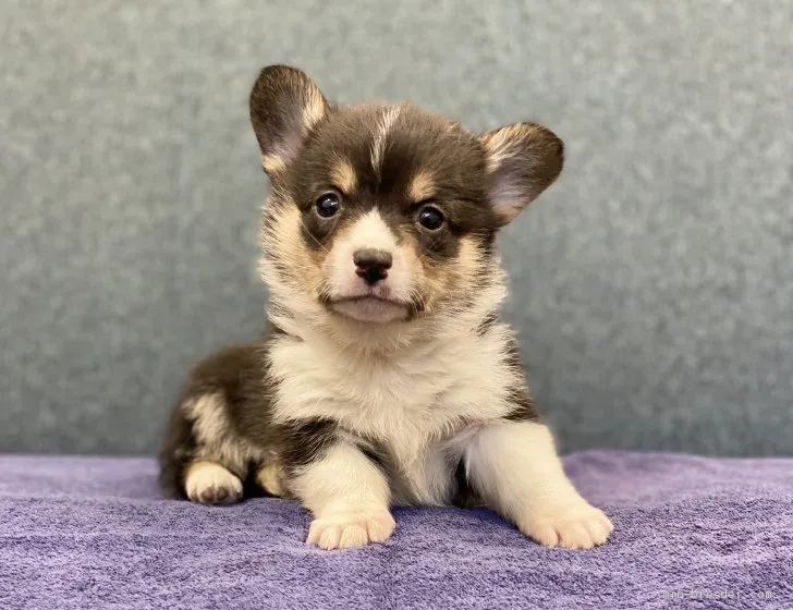 (´・ω・`) 様のお迎えした子犬
