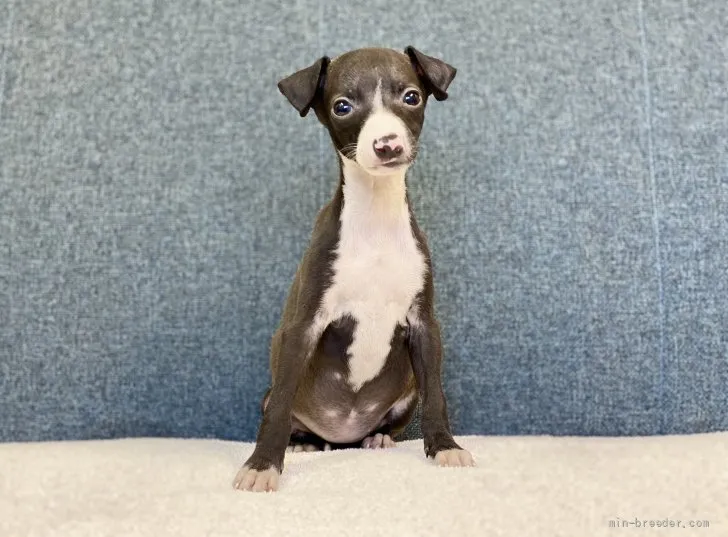 トモ 様のお迎えした子犬