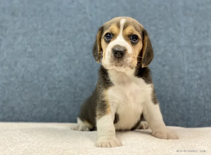 ケイ 様のお迎えした子犬