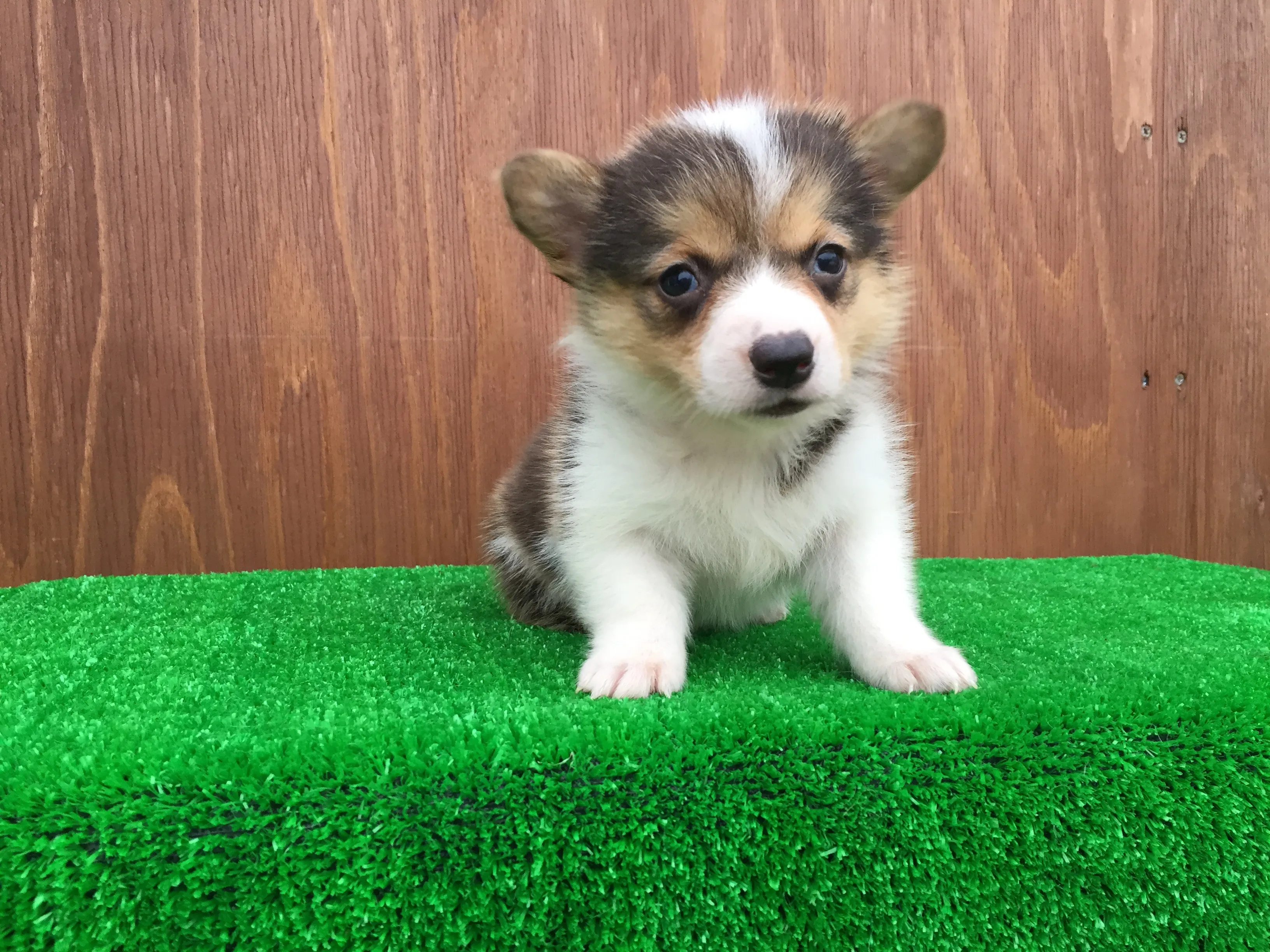 りの 様のお迎えした子犬