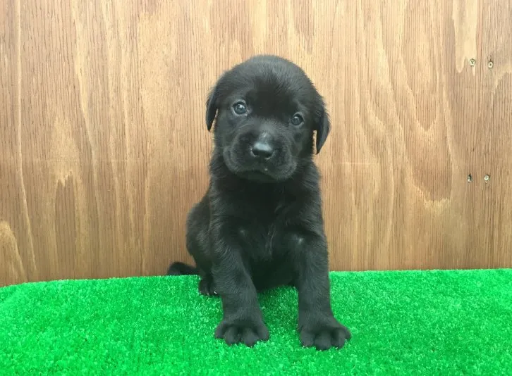 sawarabi 様のお迎えした子犬