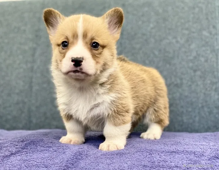 あさひま 様のお迎えした子犬
