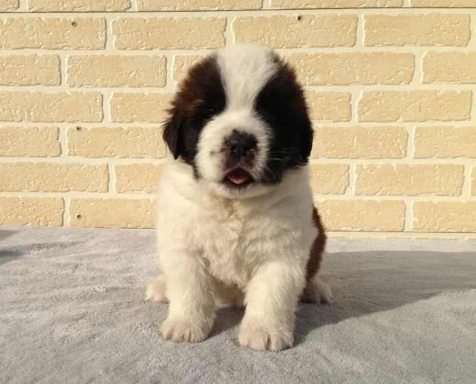 ID:1401-01355の子犬