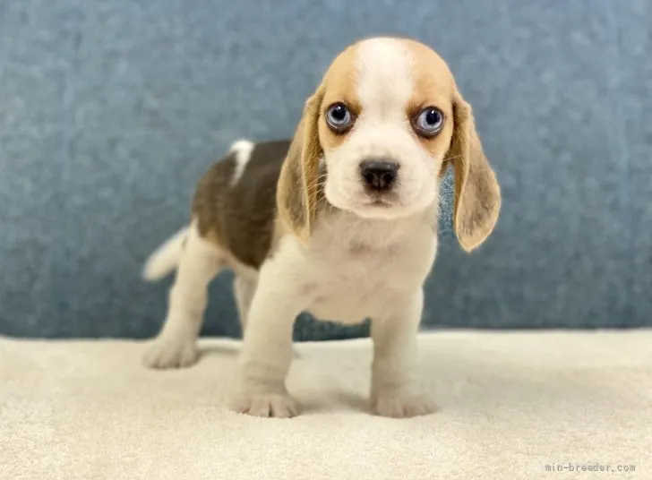N.Y 様のお迎えした子犬