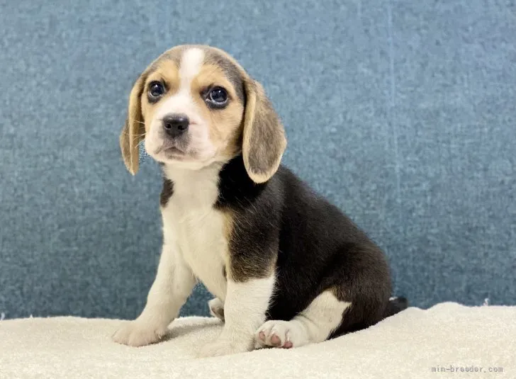 kamome 様のお迎えした子犬