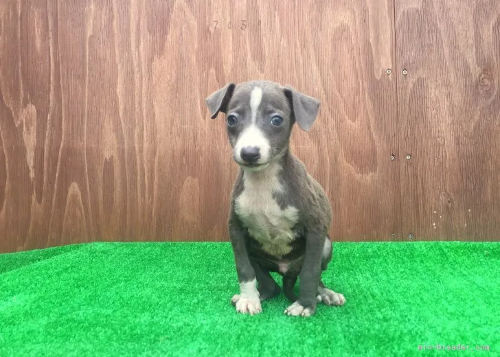 Royママ 様のお迎えした子犬