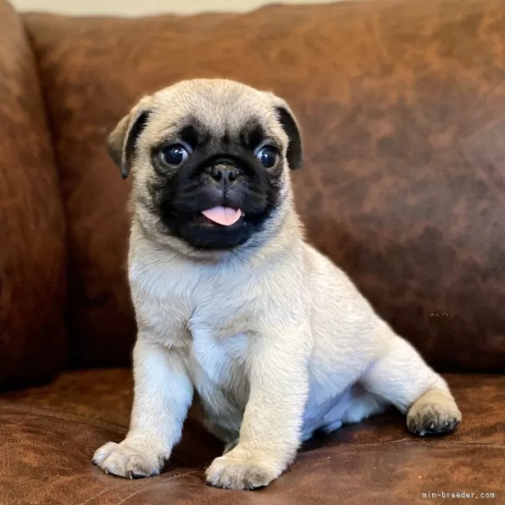 ID：2409-05864の子犬