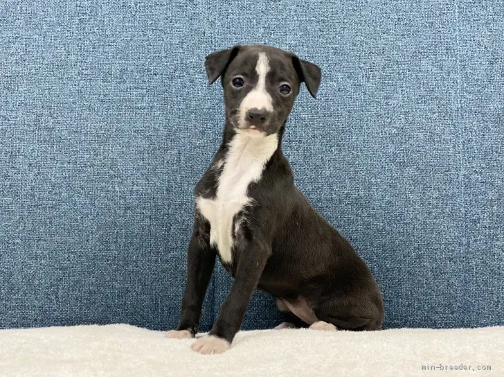 ともみ 様のお迎えした子犬