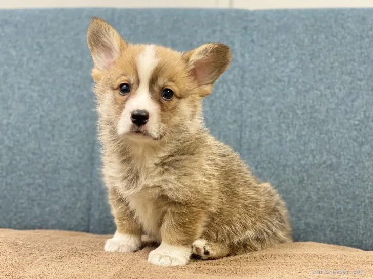 A.O 様のお迎えした子犬
