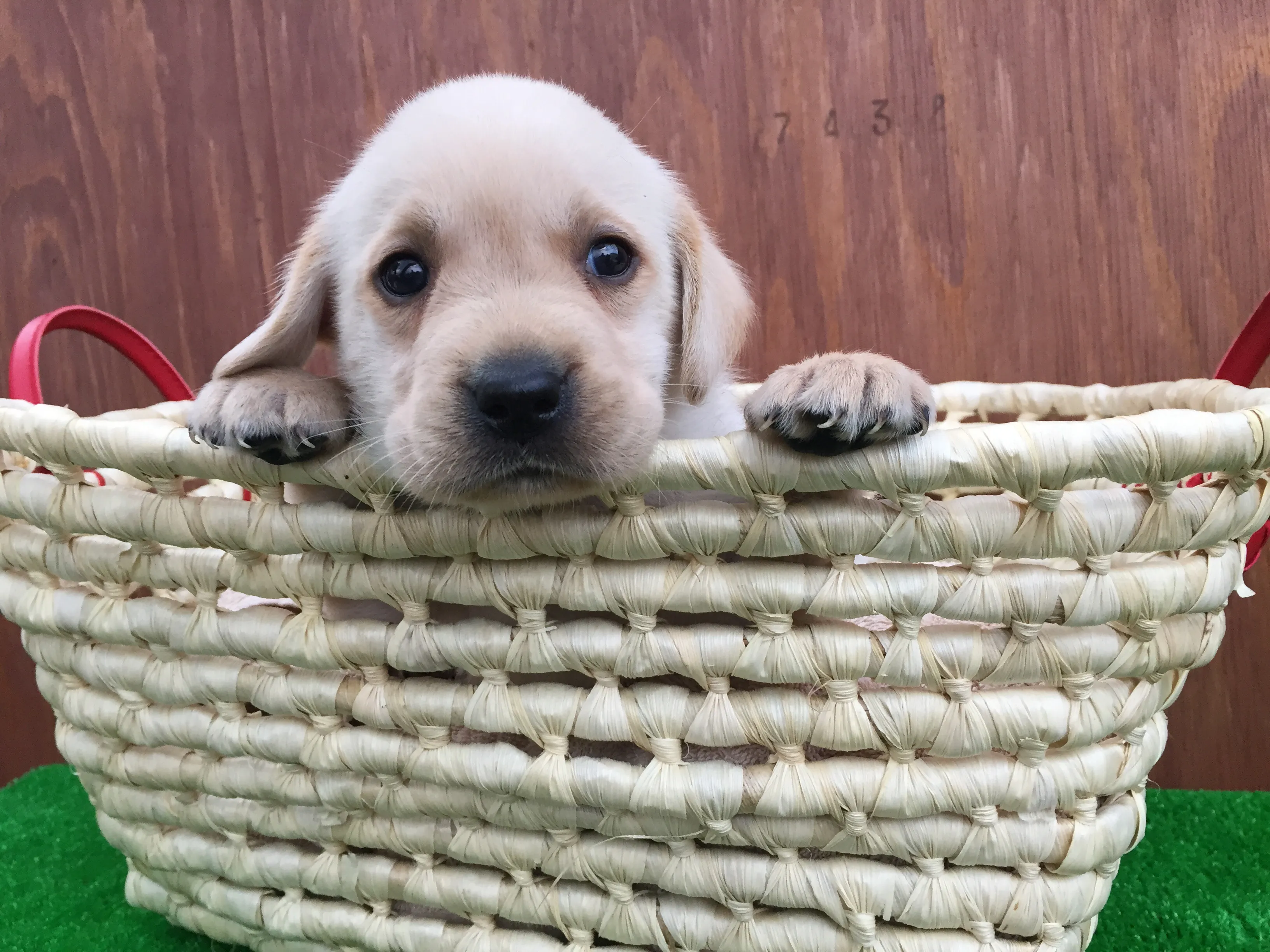 ルーク 様のお迎えした子犬