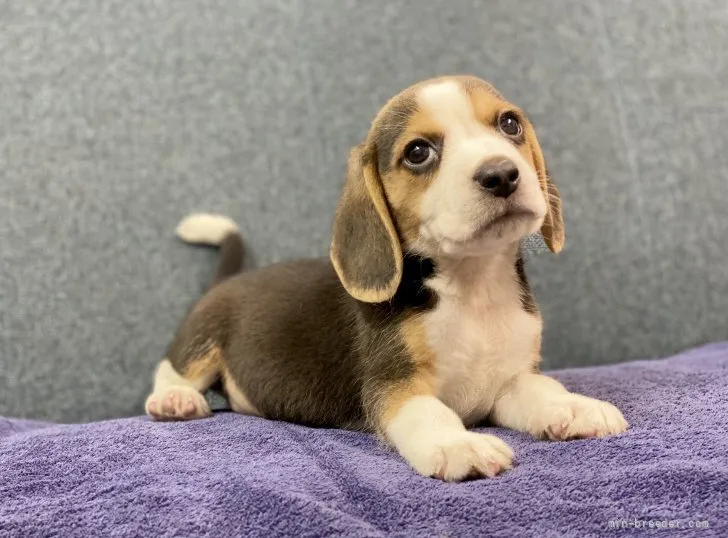 T.Y 様のお迎えした子犬