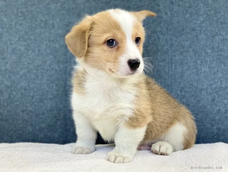 のいち 様のお迎えした子犬