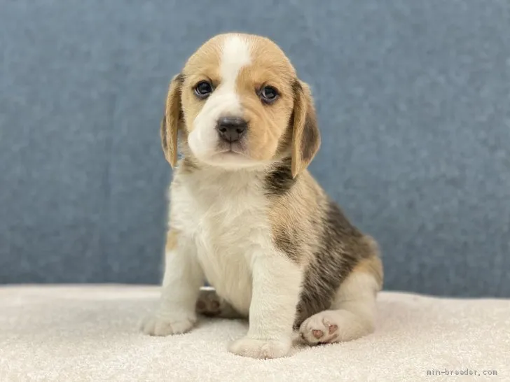 pi-su 様のお迎えした子犬