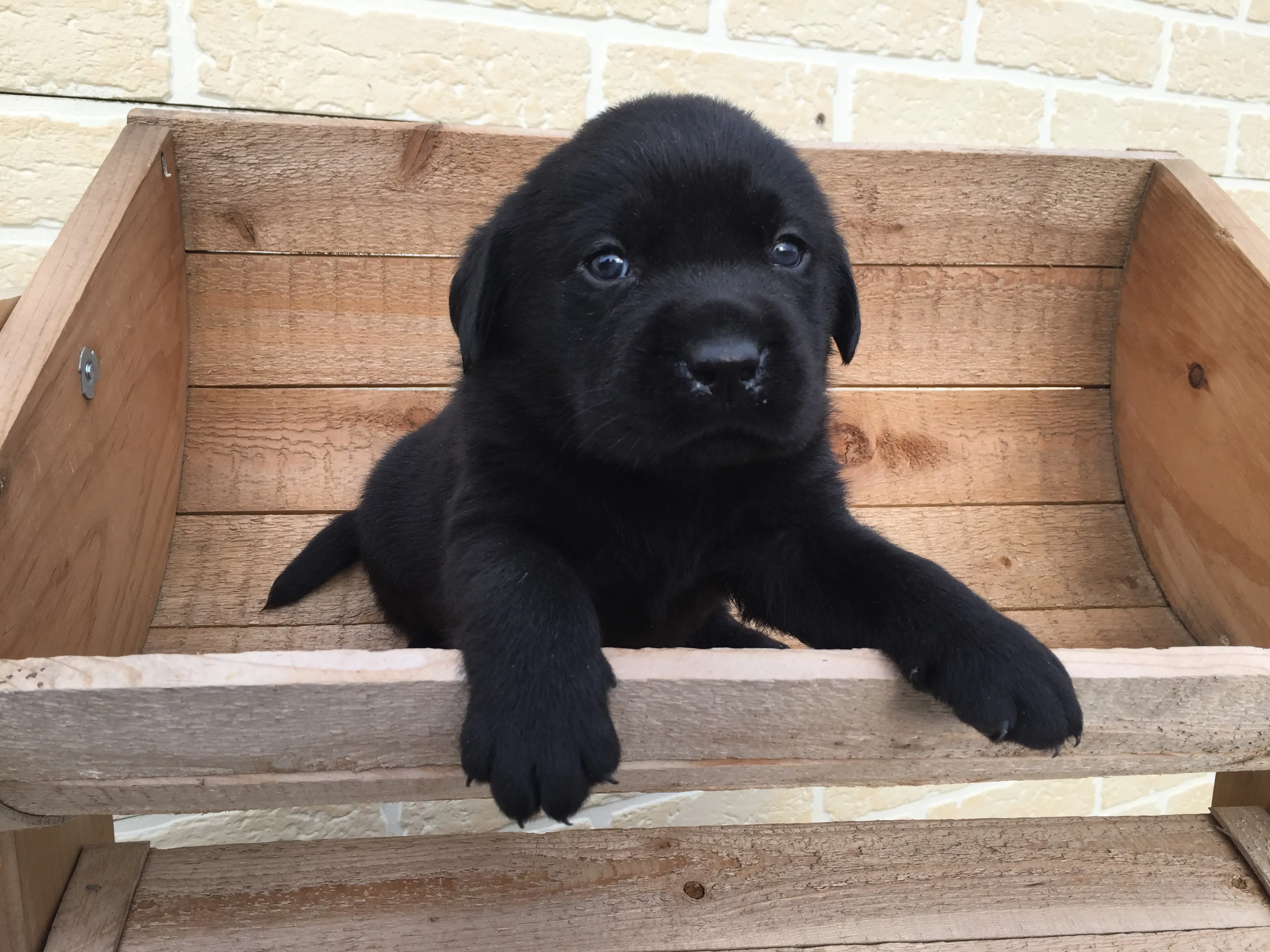ラブ 様のお迎えした子犬