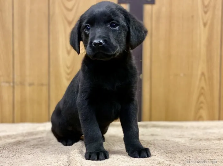 M.S 様のお迎えした子犬