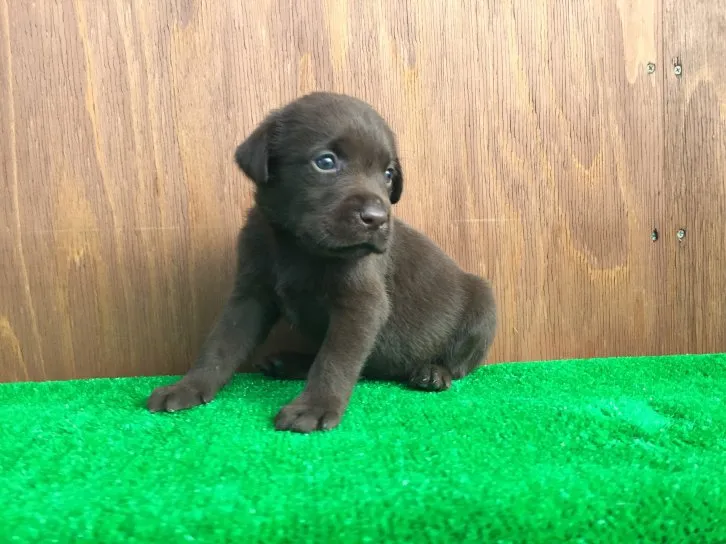 かず 様のお迎えした子犬
