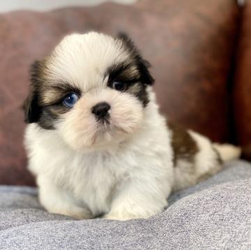 シーズー【千葉県・男の子・2022年5月16日・ホワイト&ゴールド】の写真「かわいい男の子★」