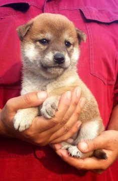 柴犬(標準サイズ)【千葉県・女の子・2014年9月15日・赤】の写真「」