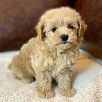 ミックス プードル×マルチーズ【千葉県・女の子・2022年5月13日・アプリコット】の写真「とってもかわいいプーマルちゃん♡」