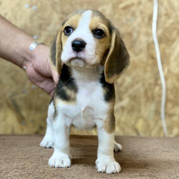 ビーグル【千葉県・女の子・2022年6月9日・ブラック,タン&ホワイト】の写真「元気な3兄妹♡」