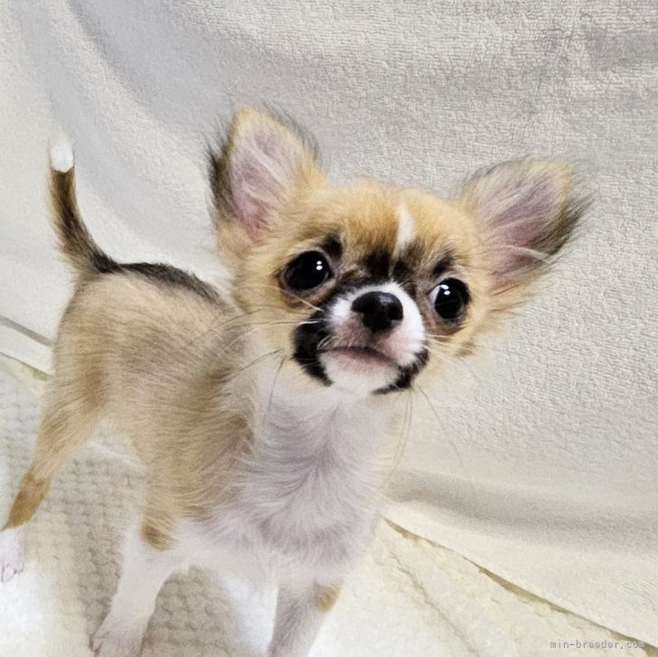 ブリーダー画像