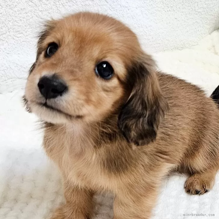 ID:2412-02996の子犬