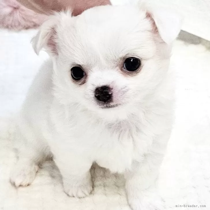 ID:2504-00457の子犬