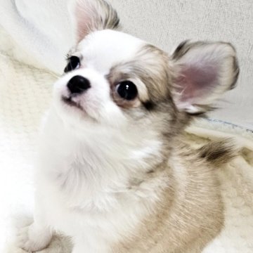 チワワ(ロング)【福岡県・男の子・2025年2月9日・レッド&ホワイト】の写真「(見学時に即日お引渡し可能)とびきり可愛い美形くん」