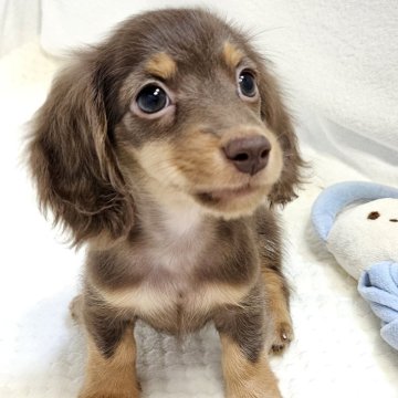 カニンヘンダックスフンド(ロング)【福岡県・男の子・2025年7月6日・チョコ&タン】の写真「(9/6 新規UP!)小柄で可愛い男の子」