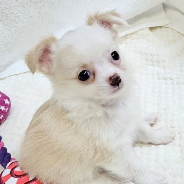 チワワ(ロング)【福岡県・男の子・2025年6月14日・クリーム&ホワイト】の写真「(8/3新規UP!)綺麗な毛並みのかわいい男の子」