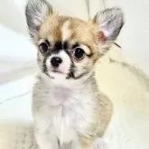 チワワ(ロング)