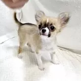 チワワ(ロング)【福岡県・女の子・2025年7月23日・レッド&ホワイト】の写真2