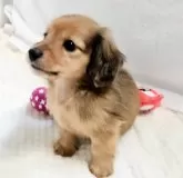 ミニチュアダックスフンド(ロング)【福岡県・男の子・2024年10月29日・レッド】の写真2