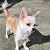 チワワ(ロング)【福岡県・男の子・2025年6月14日・クリーム&ホワイト】の写真2