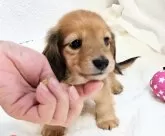 ミニチュアダックスフンド(ロング)【福岡県・男の子・2024年10月29日・レッド】の写真4