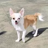 チワワ(ロング)【福岡県・男の子・2025年6月14日・クリーム&ホワイト】の写真5